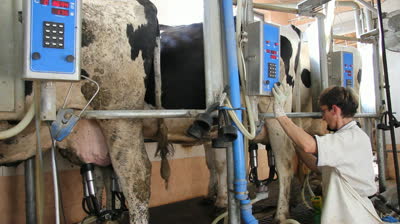 Cow milking machine