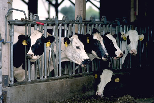 Dairy cows