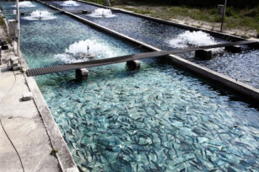 Fish farm