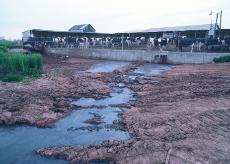 Factory farm run-off