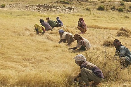 HI-Ethiopia-teff