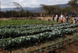 HI-drip irrigation Kenya