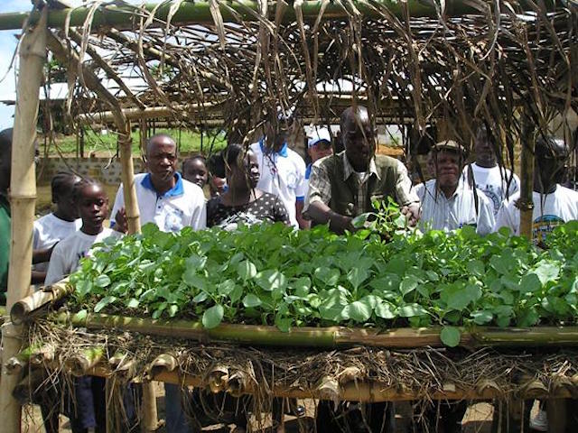 Seeds-for-liberia