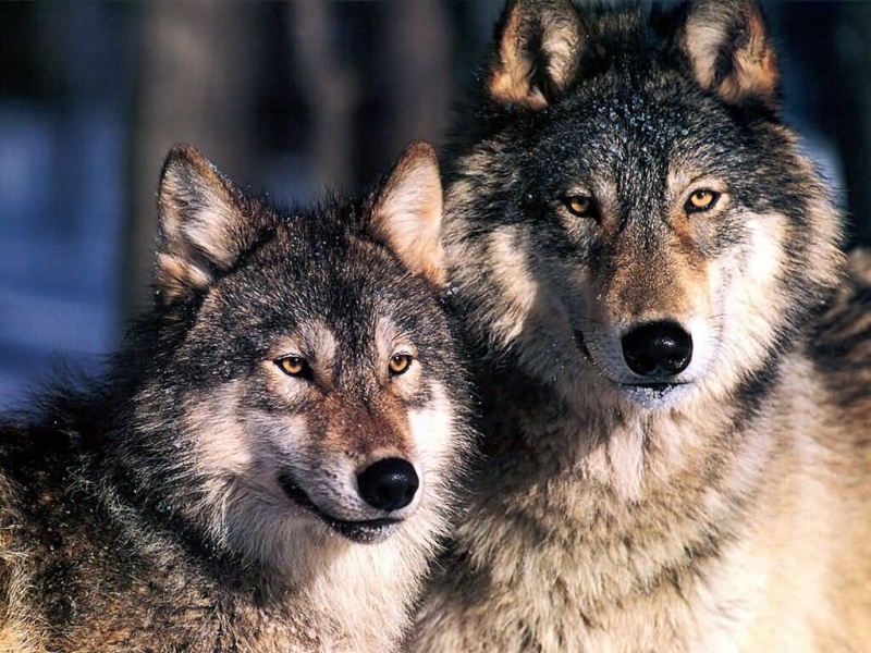 Wolves