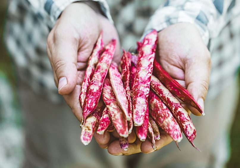 regenerative agriculture