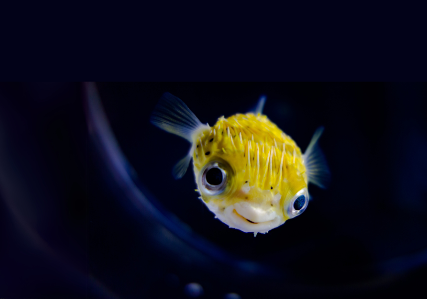 Fish graphic (Facebook Ad) (4)