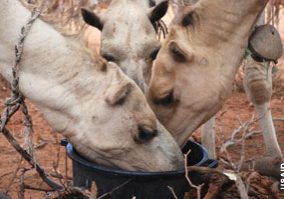 HI-cows-eating-_USAID-Kenya-no-border