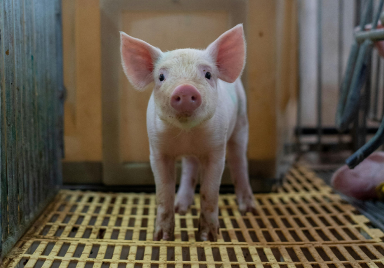 pig in slaughterhouse
