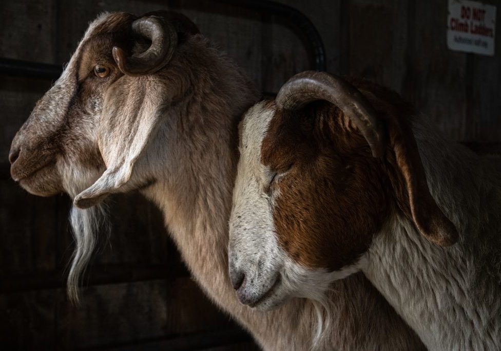 <a href="https://www.farmsanctuary.org" target="_blank" rel="noopener noreferrer">Farm Sanctuary</a> was co-founded by Gene Baur and Lorri Houston in 1986 when they rescued Hilda, their first sheep. It was the first sanctuary of its kind, focusing wholly on rescuing and advocating for animals farmed for food.

Farm Sanctuarys website states its mission is to fight the disastrous effects of animal agriculture on animals, the environment, social justice, and public health through rescue, education, and advocacy. 

Today, they have sanctuaries in New York and California and at any given time are caring for almost 1,000 animals. The sanctuaries attract thousands of visitors, interns, and volunteers each year. The New York shelter boasts over 275 acres of rolling pastures, forests, an education centre, and accommodation for guests, and the Southern California shelter has 26 acres. Educational events about animals are held at each sanctuary throughout the year.