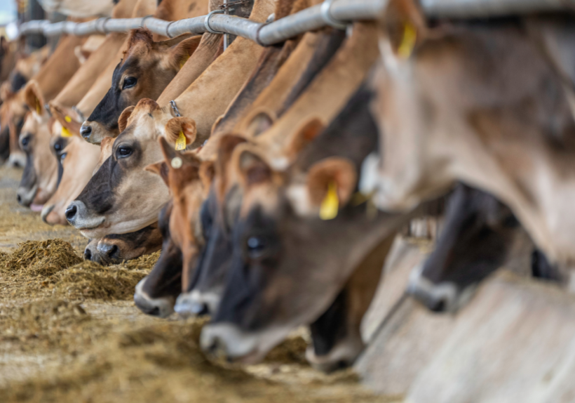 cattle eating from trough