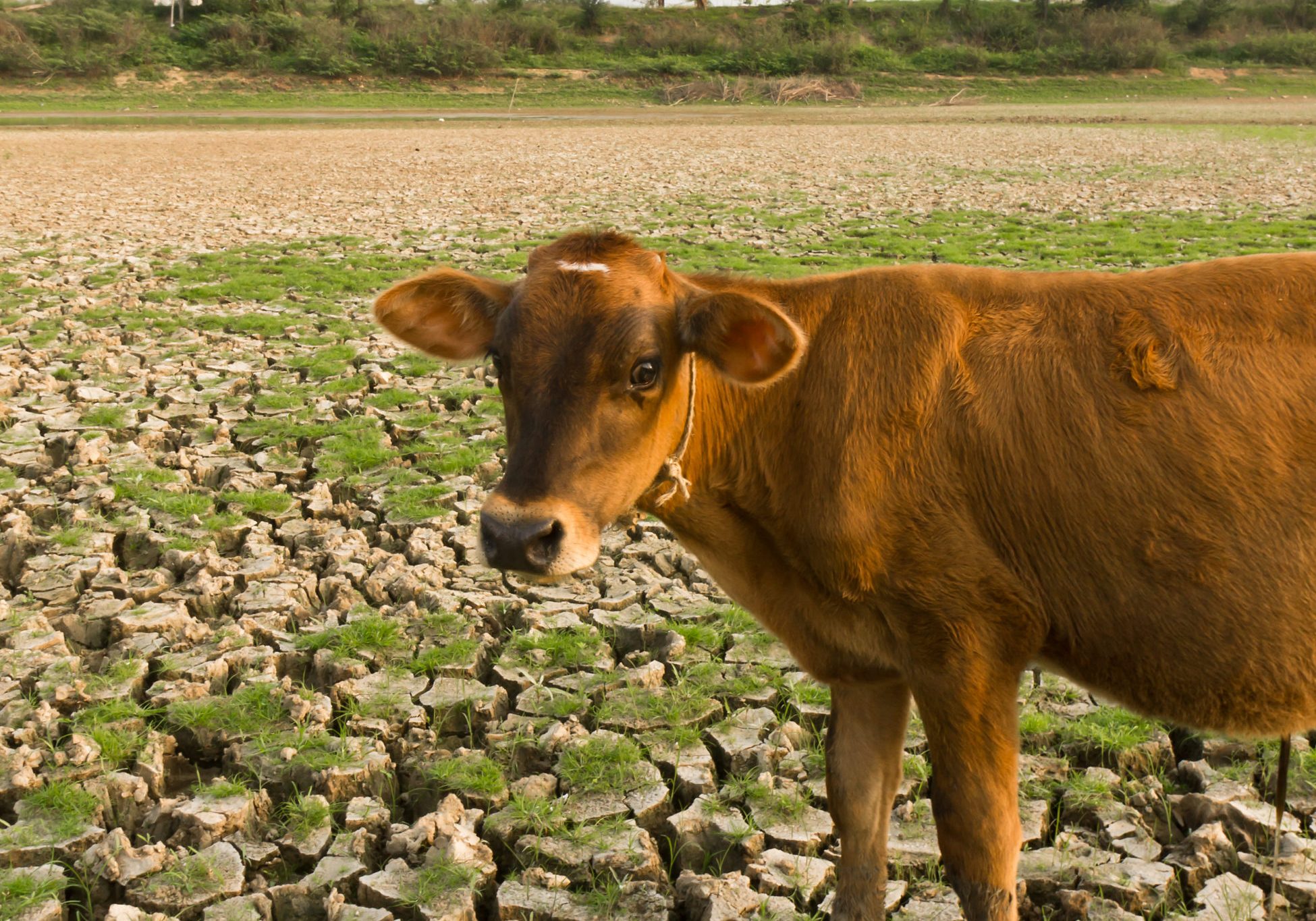 Cow and Cracked earth  metaphoric for climate change and global warming.