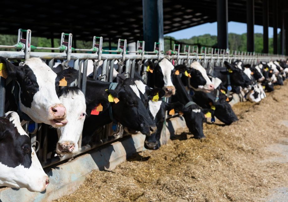 Herd of cows standing in outdoor cowshed on dairy farm, eating hay on sunny summer day
