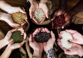 Hands holding grains and legumes