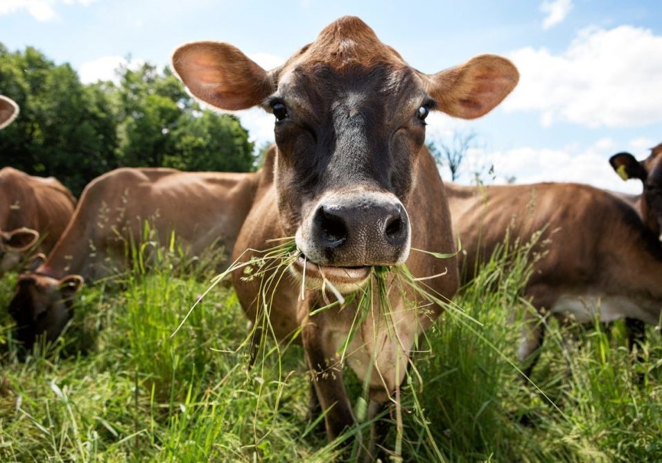 grass-fed cow