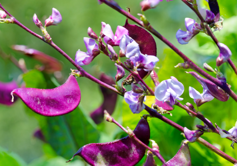 hyacinth bean