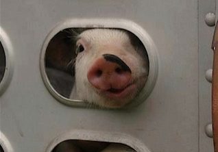 piglet-truck-slaughter