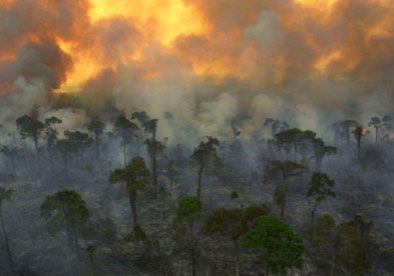 rainforest-on-fire