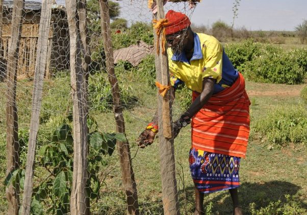 Sipian Lesan, a semi-nomadic pastoralist from Lekuru village in Samburu County, Kenya, tending one of his fruit trees. Credit: Robert Kibet/IPS