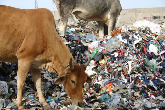 plastic cow project