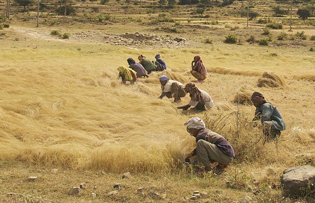 teff-harvesting-ethiopia