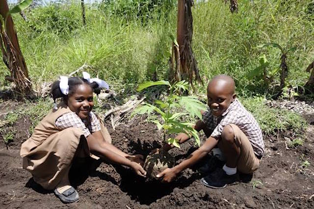 trees-that-feed-children-with-breadfruit-tree